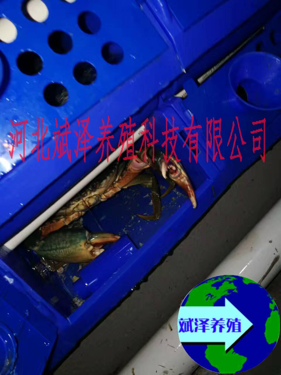 福建繁育场