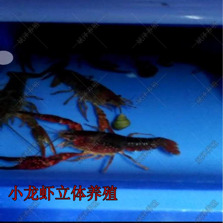 小龙虾繁育